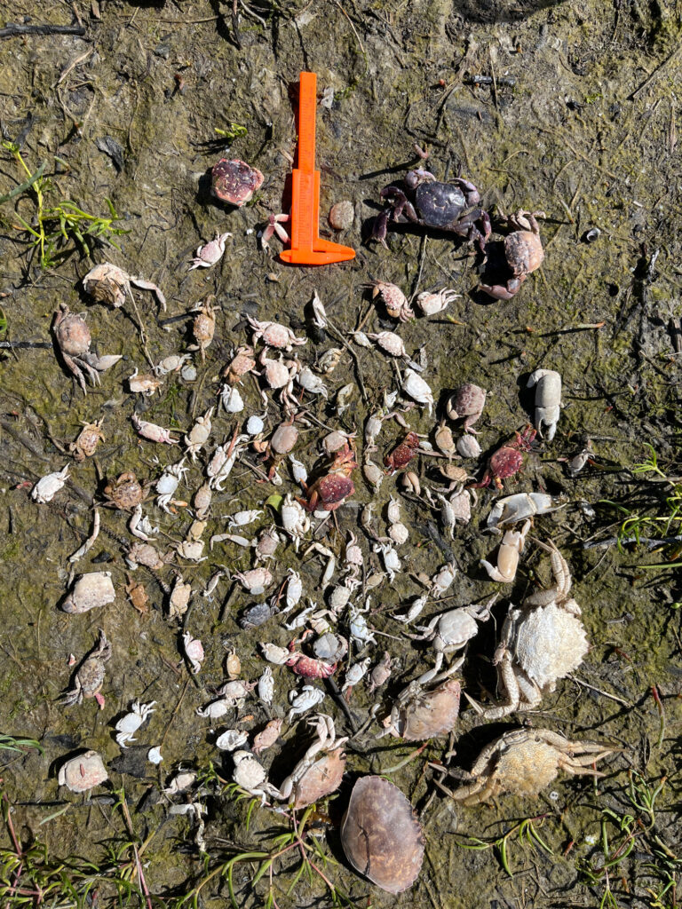 a small orange object in a pile of leaves (MyCoast AI)