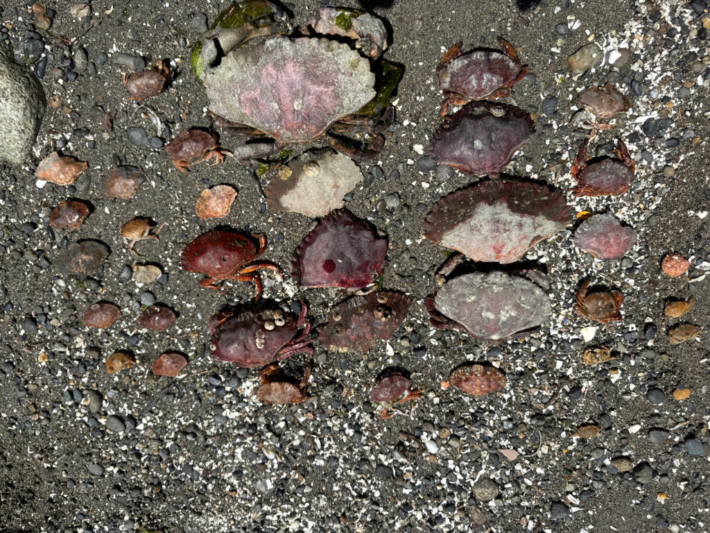 a close up of some rocks (MyCoast AI)