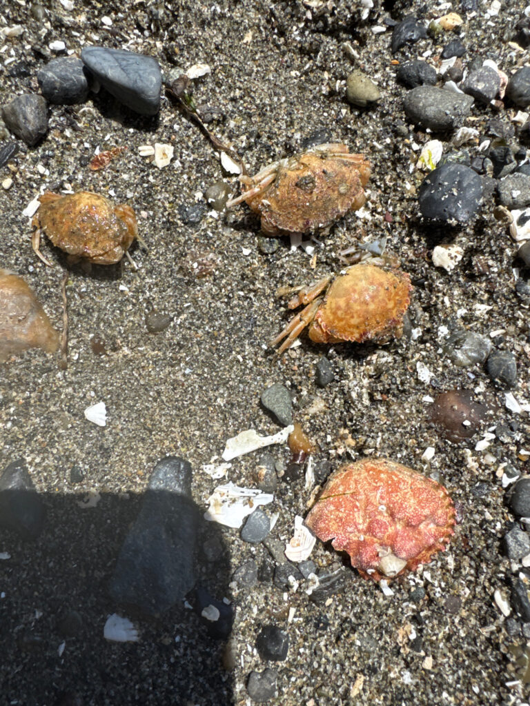 a group of rocks and a leaf on the ground (MyCoast AI)