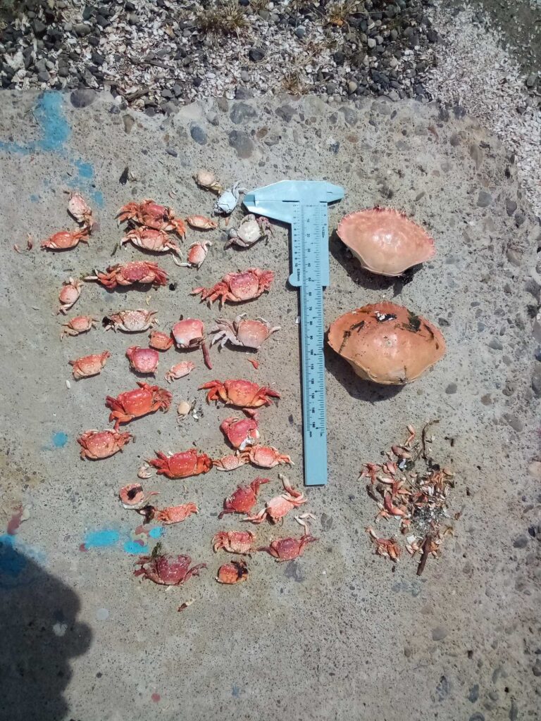 a blue shovel on the ground (MyCoast AI)