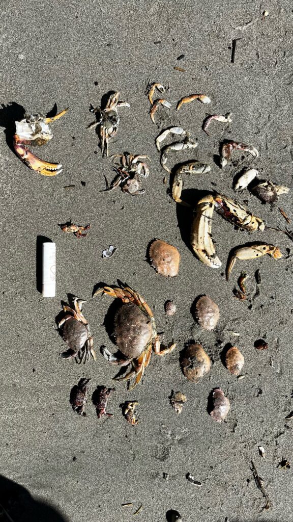 a group of bees on the ground (MyCoast AI)