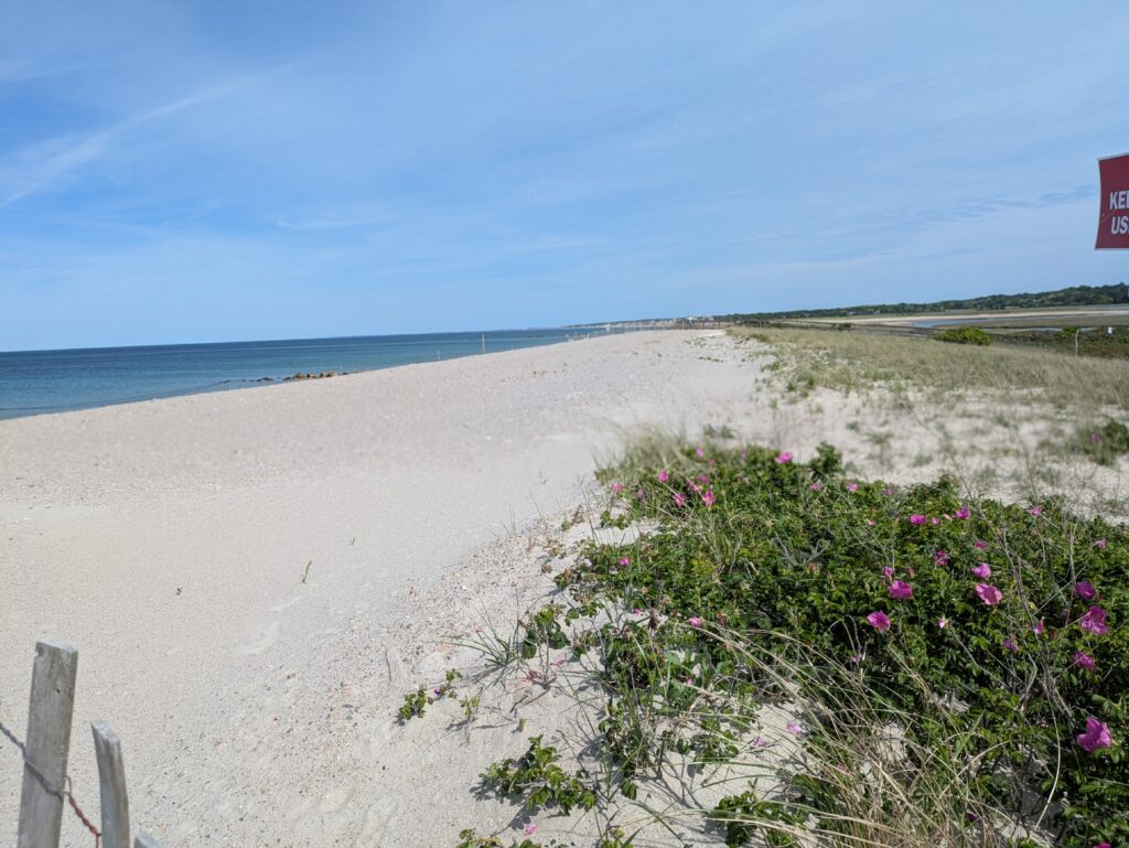 a beach with flowers and plants (MyCoast AI)
