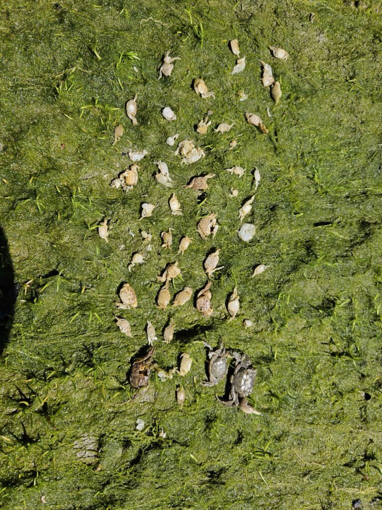 a group of bees on a green surface (MyCoast AI)
