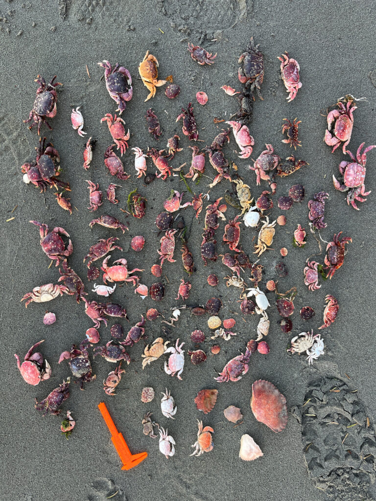 a group of sea creatures on the sand (MyCoast AI)