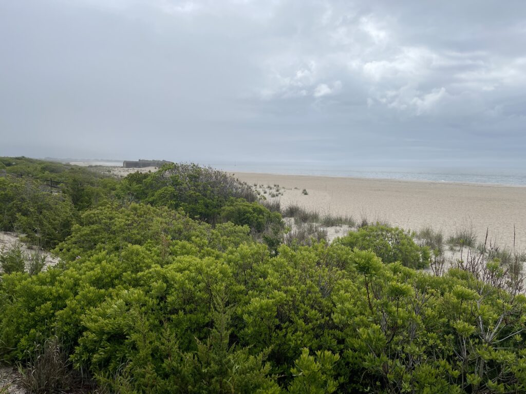 a beach with trees and bushes (MyCoast AI)