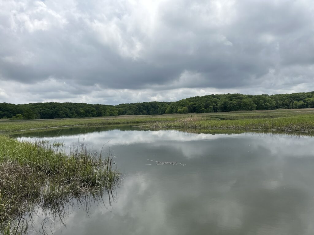 a body of water with trees in the background (MyCoast AI)