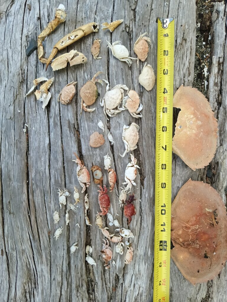 a group of bees on a wood surface (MyCoast AI)