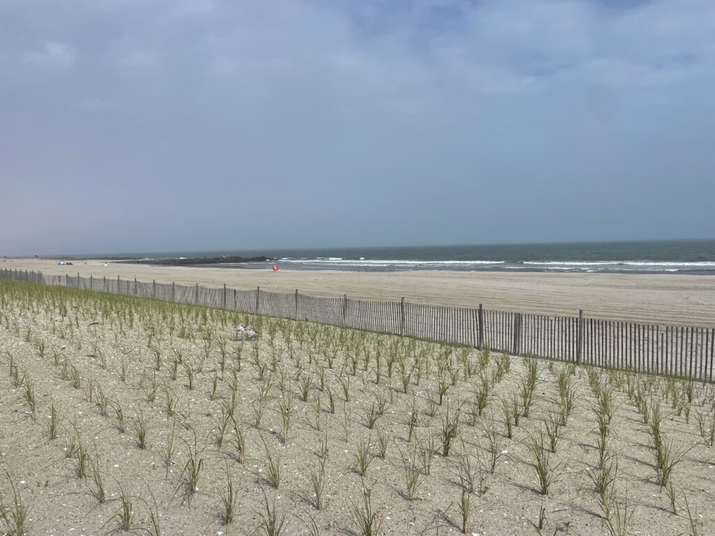 a beach with sand and plants (MyCoast AI)