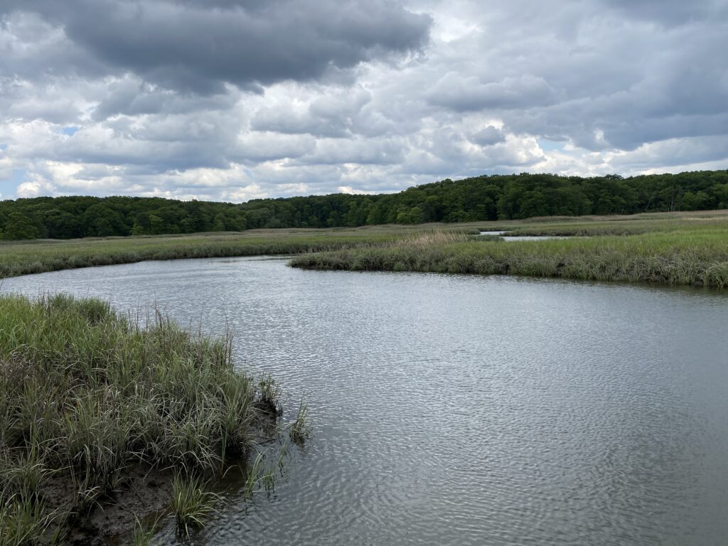a river with grass and trees (MyCoast AI)