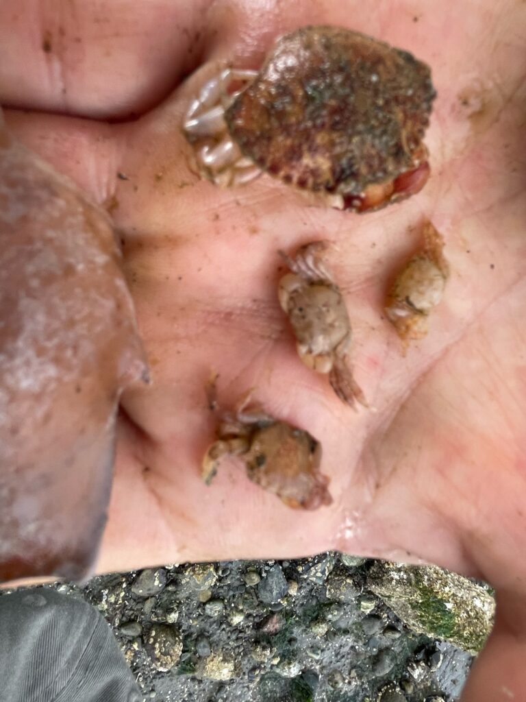 close-up of a person's hands with a rock (MyCoast AI)