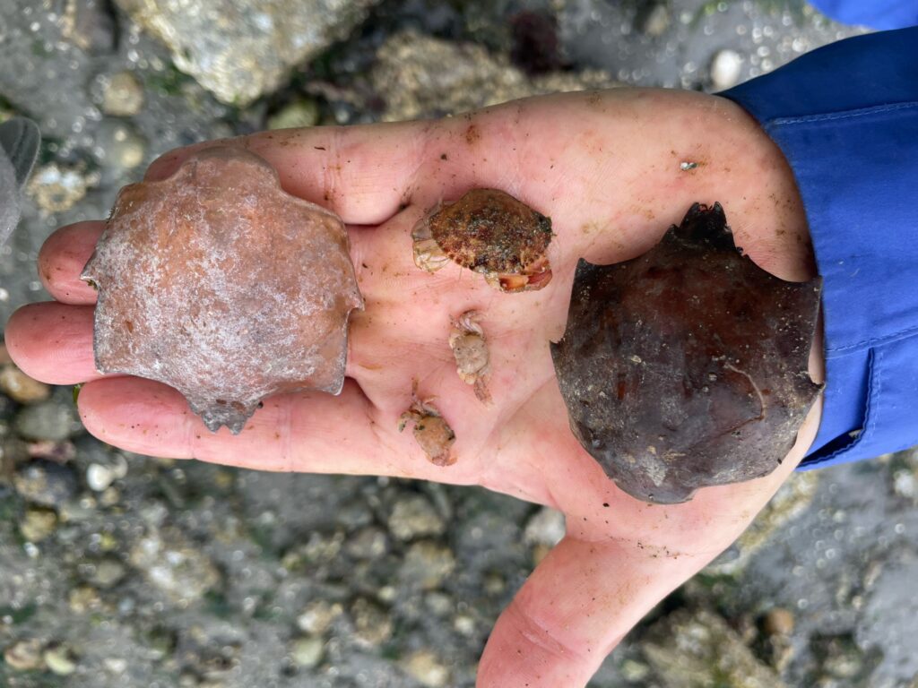a person holding a sea creature (MyCoast AI)