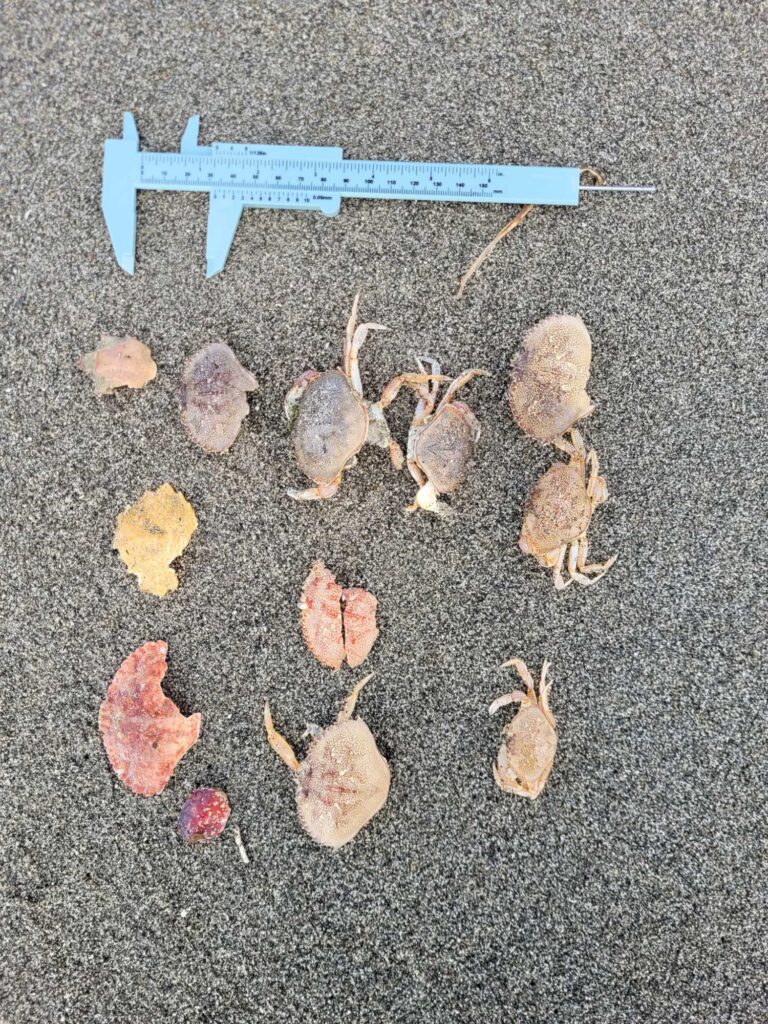 a group of dried leaves (MyCoast AI)