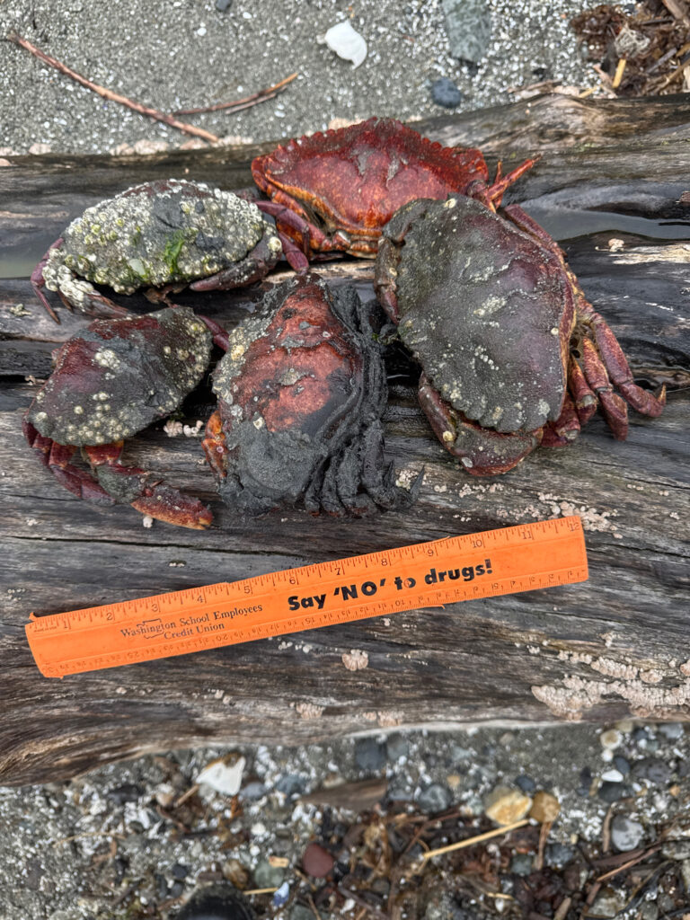 a pile of crabs (MyCoast AI)