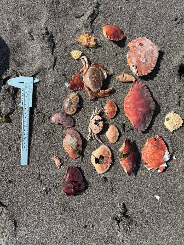 a group of brown objects on a concrete surface (MyCoast AI)