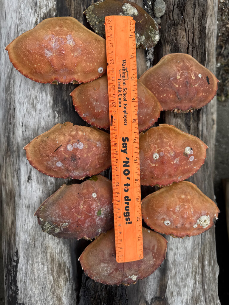 a group of mushrooms (MyCoast AI)