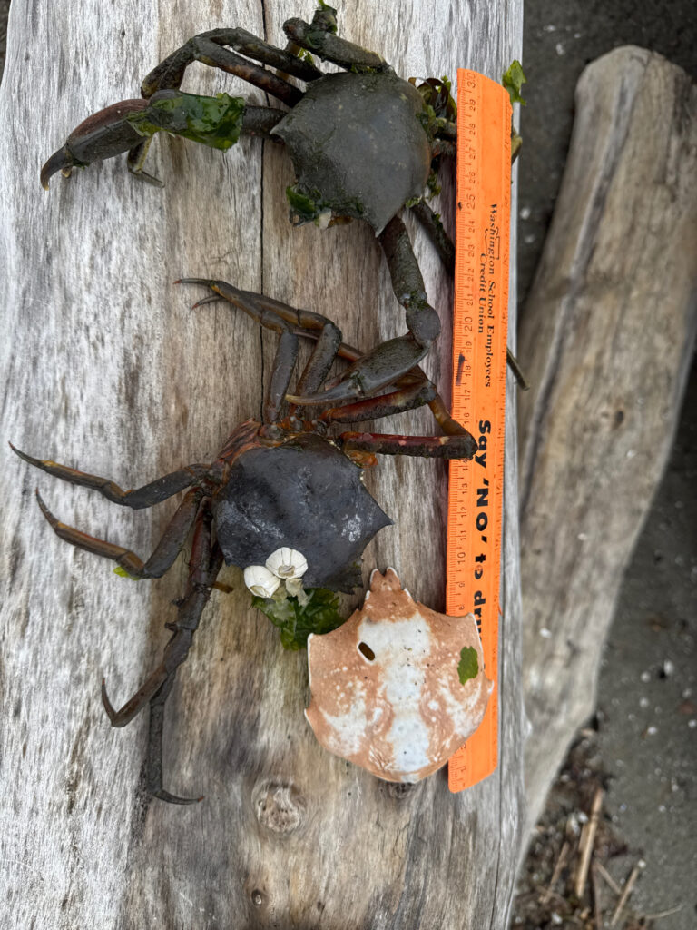 a spider on a piece of wood (MyCoast AI)
