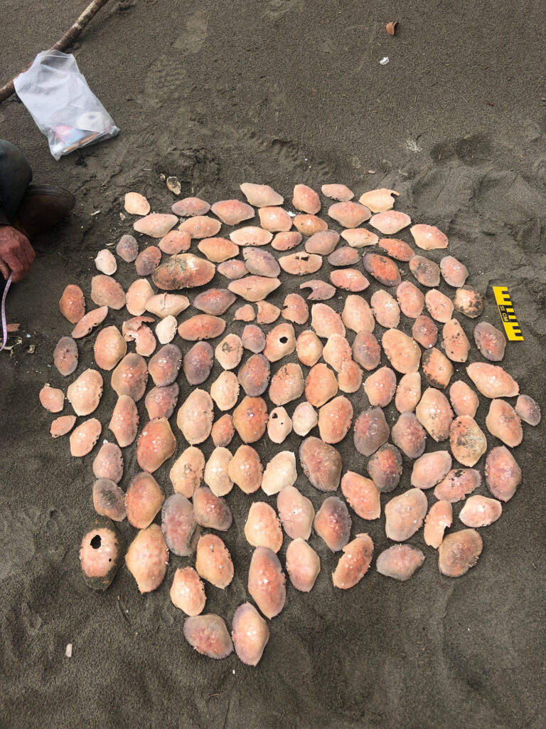 a pile of brown nuts (MyCoast AI)
