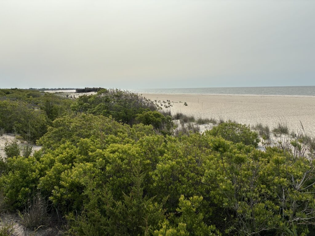 a beach with trees and bushes (MyCoast AI)