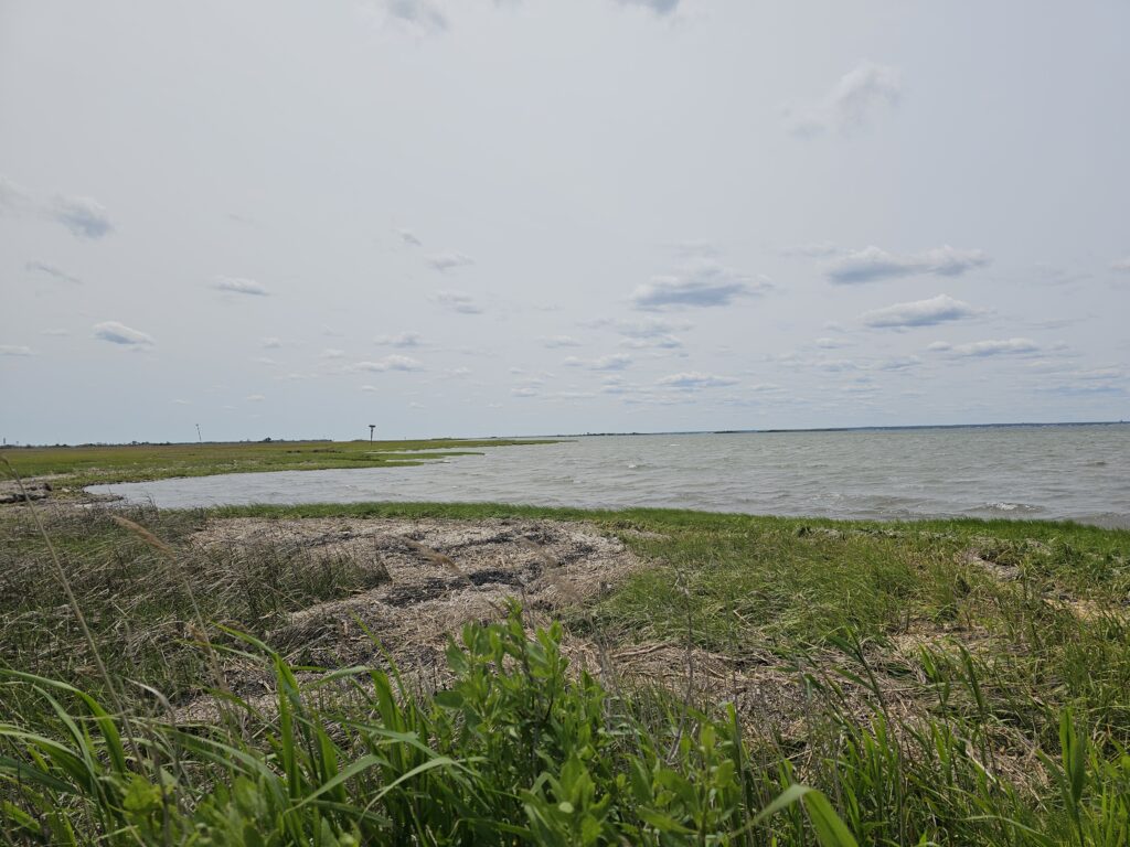 a beach with plants and water (MyCoast AI)