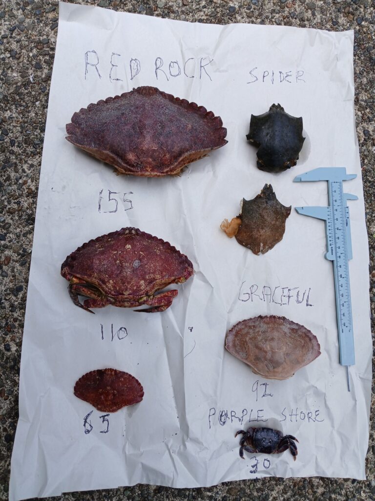 a group of different colored rocks (MyCoast AI)