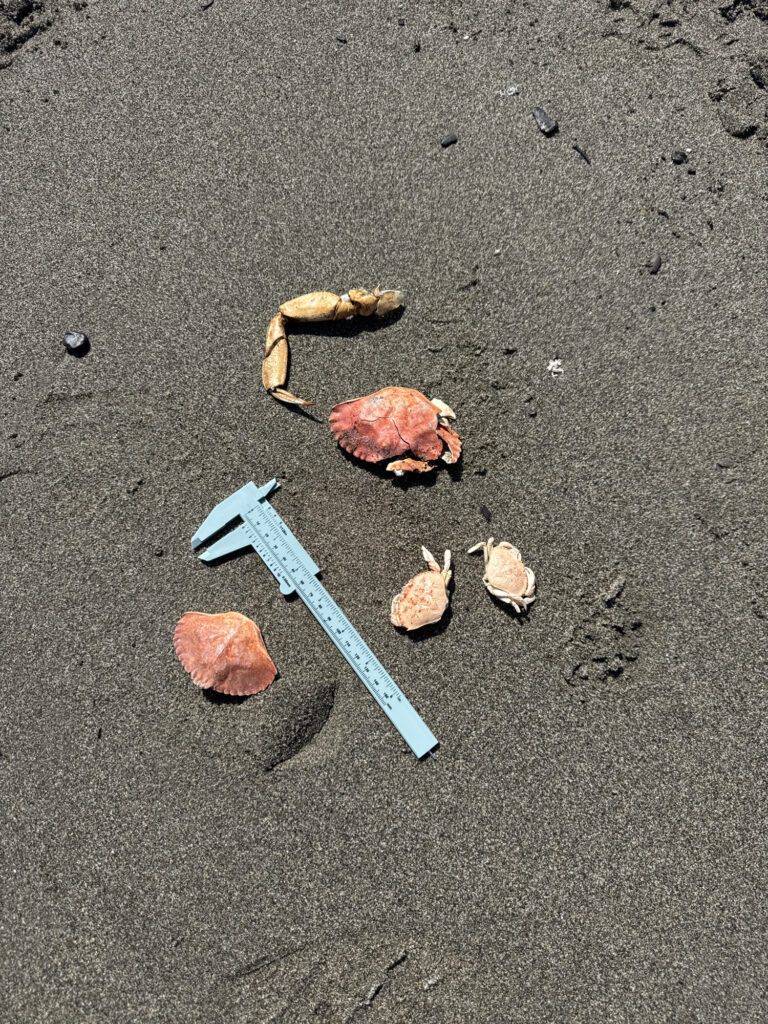 a group of objects on the ground (MyCoast AI)