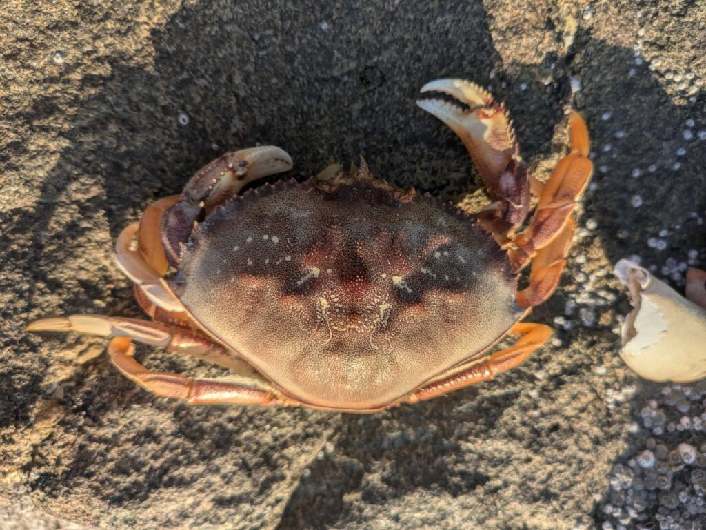 a crab on a rock (MyCoast AI)