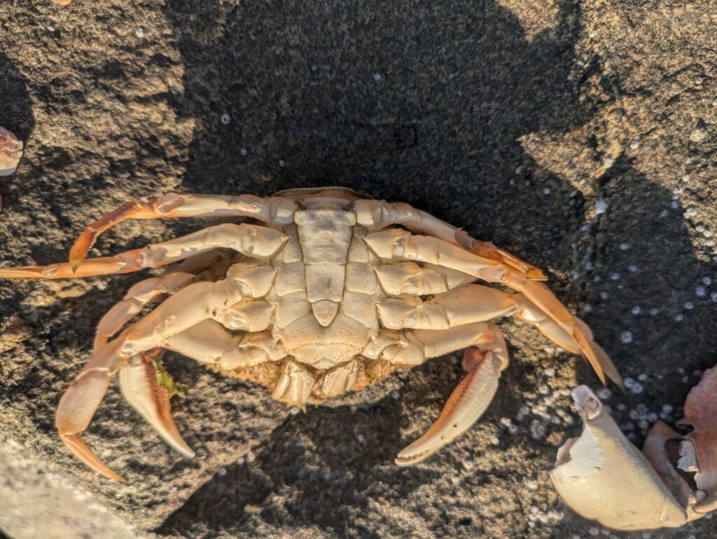 a crab on a rock (MyCoast AI)