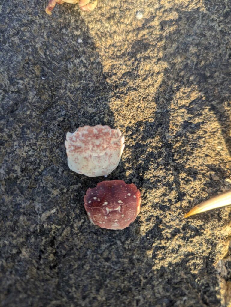 a group of red mushrooms (MyCoast AI)