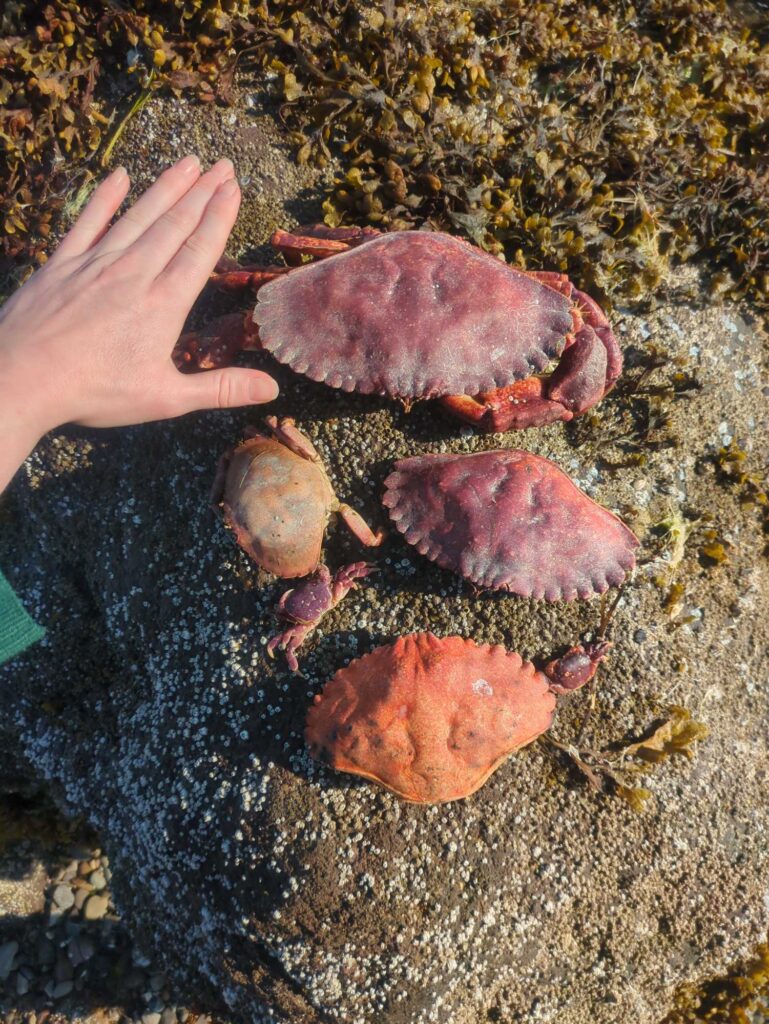 a hand holding a group of red mushrooms (MyCoast AI)