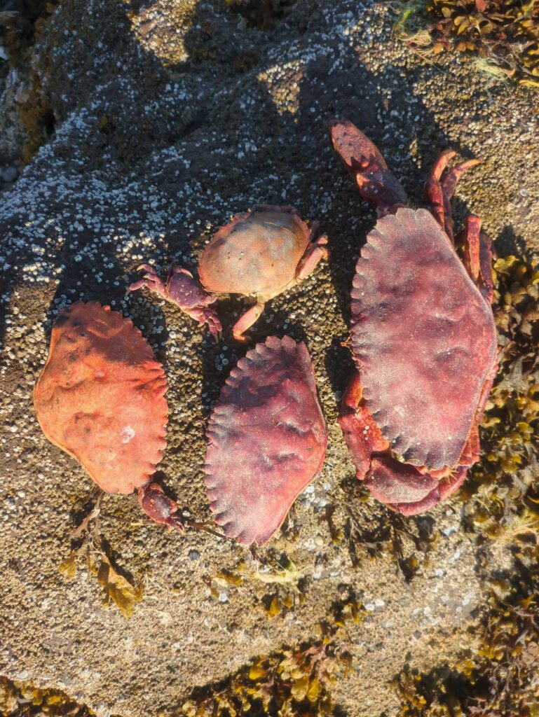 a group of sea creatures (MyCoast AI)