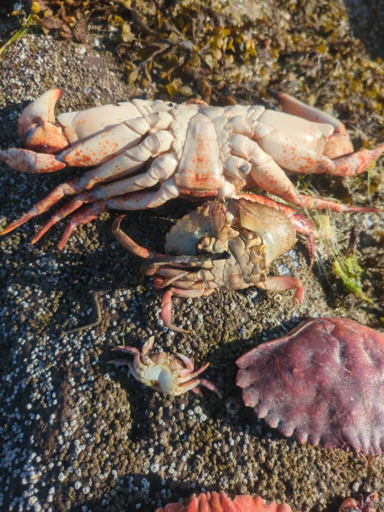 a group of shrimp (MyCoast AI)