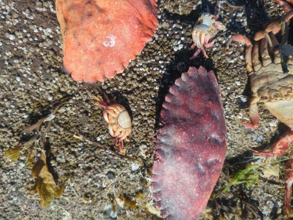 a group of bugs on the ground (MyCoast AI)