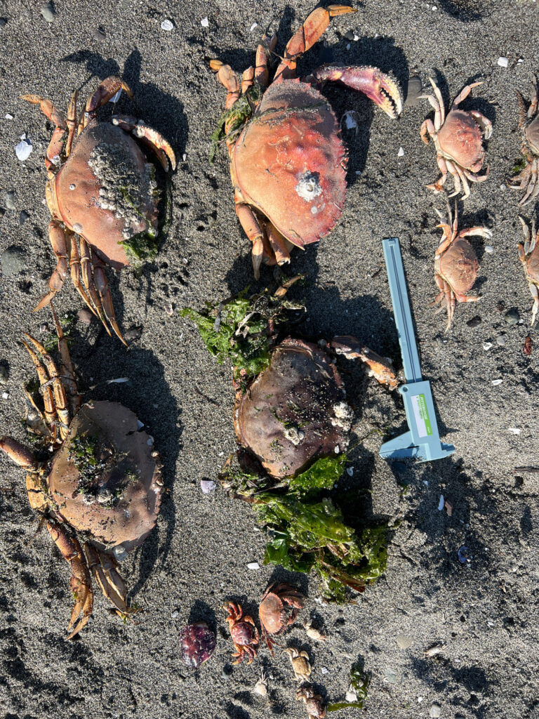a shovel in the dirt (MyCoast AI)