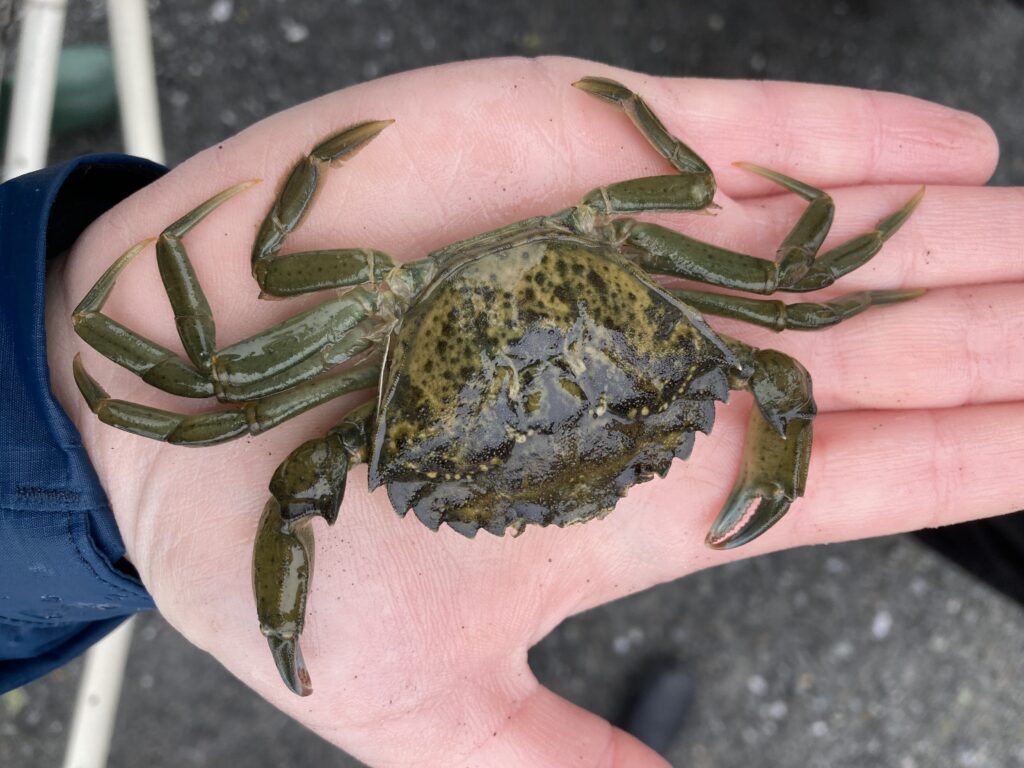 a hand holding a large black and brown spider (MyCoast AI)