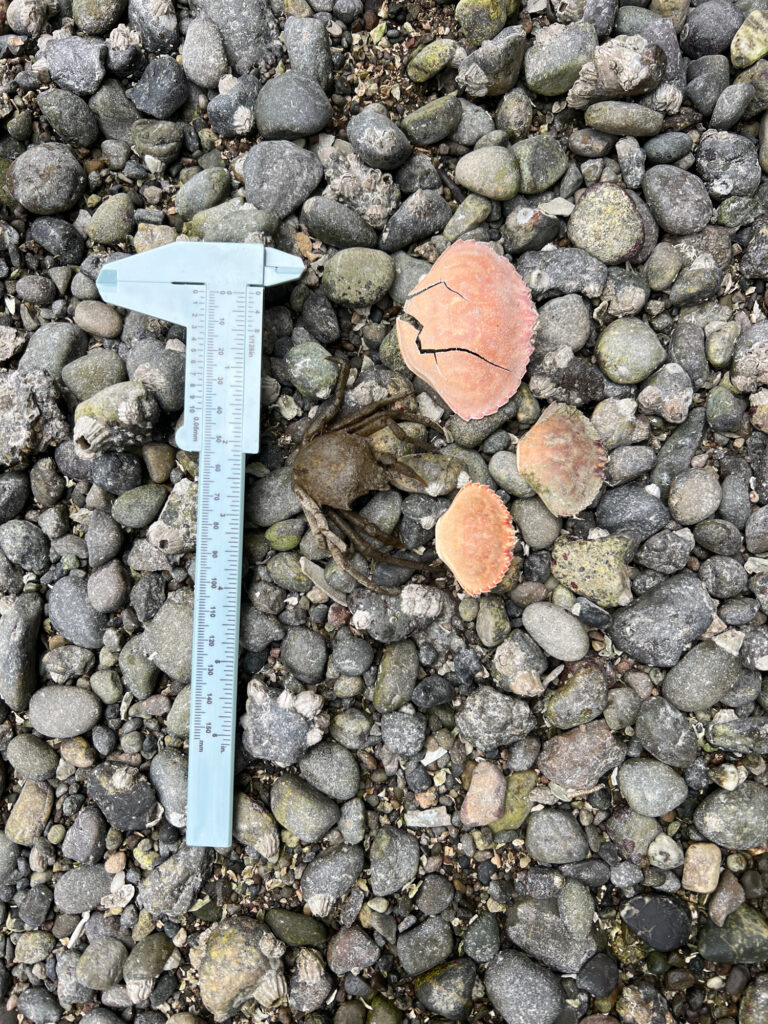 a ruler on a rocky surface (MyCoast AI)