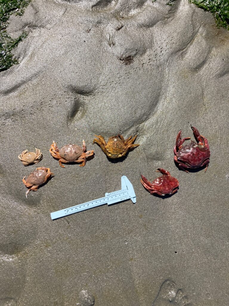 a group of turtles on a concrete surface (MyCoast AI)