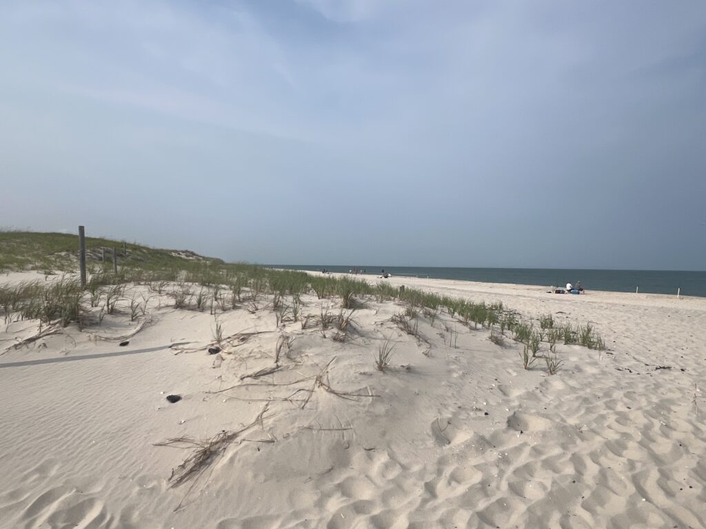 a sandy beach with plants and water (MyCoast AI)