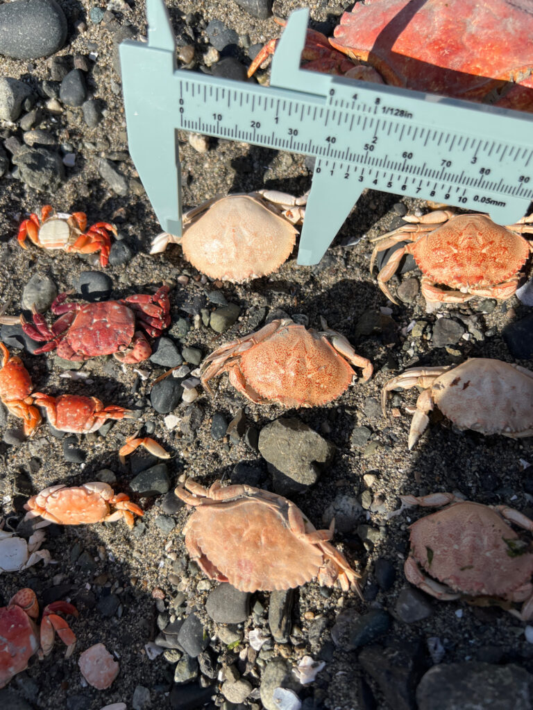 a pile of small rocks (MyCoast AI)