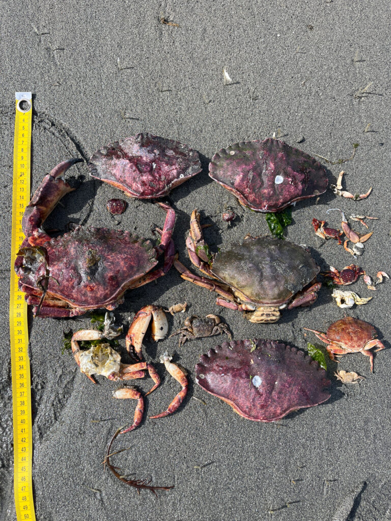 a pile of sea shells (MyCoast AI)