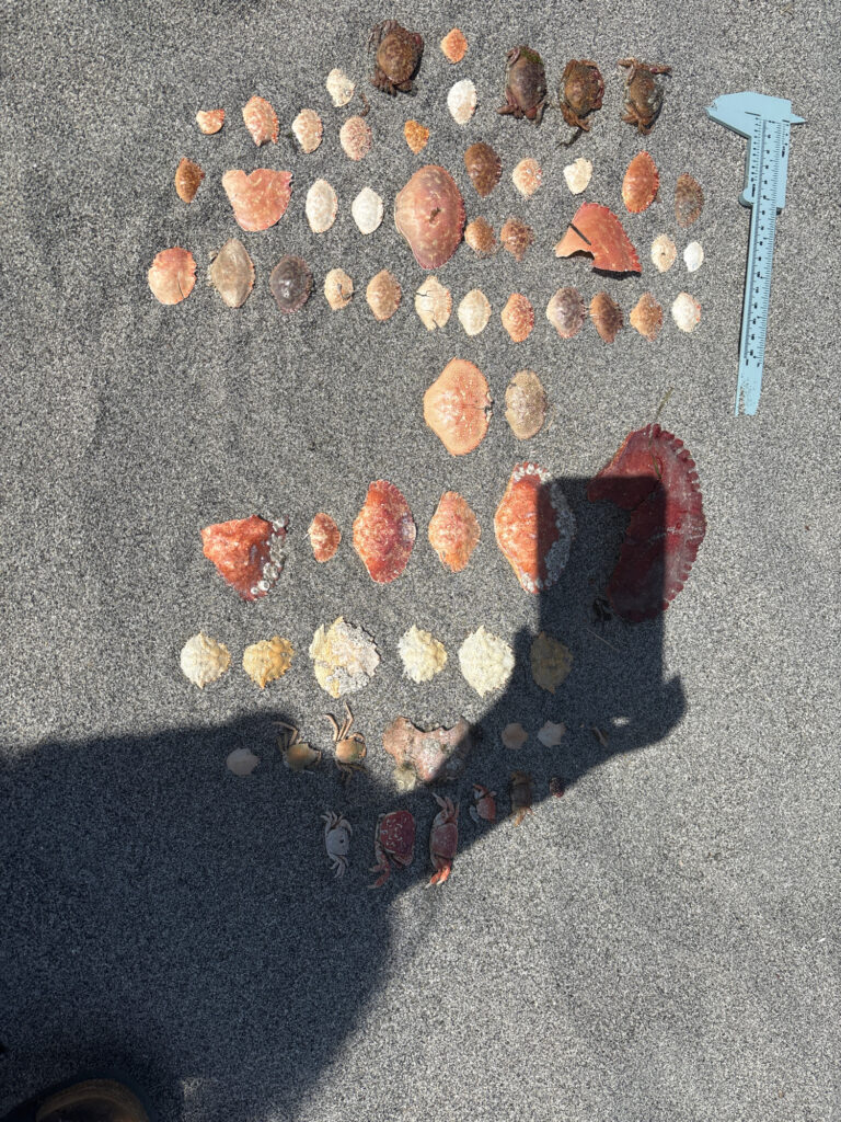 a group of objects on a surface (MyCoast AI)