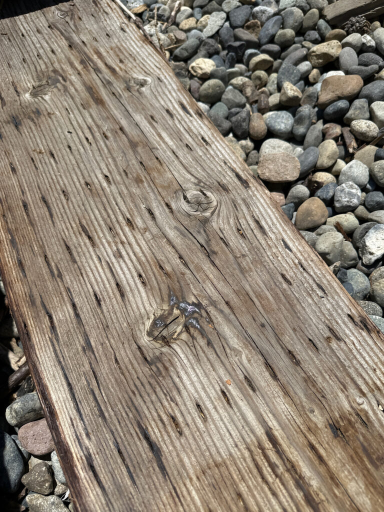 a small insect on a wood surface (MyCoast AI)
