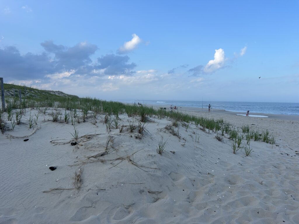 a beach with trees and bushes (MyCoast AI)
