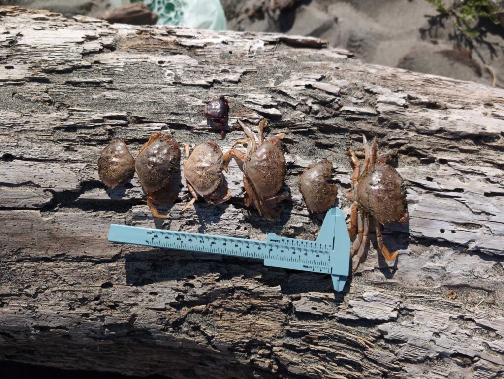 a group of birds on a sign (MyCoast AI)