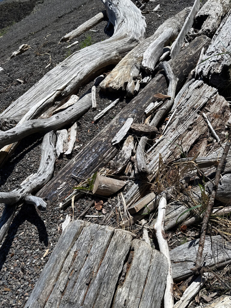 a pile of cut down trees (MyCoast AI)