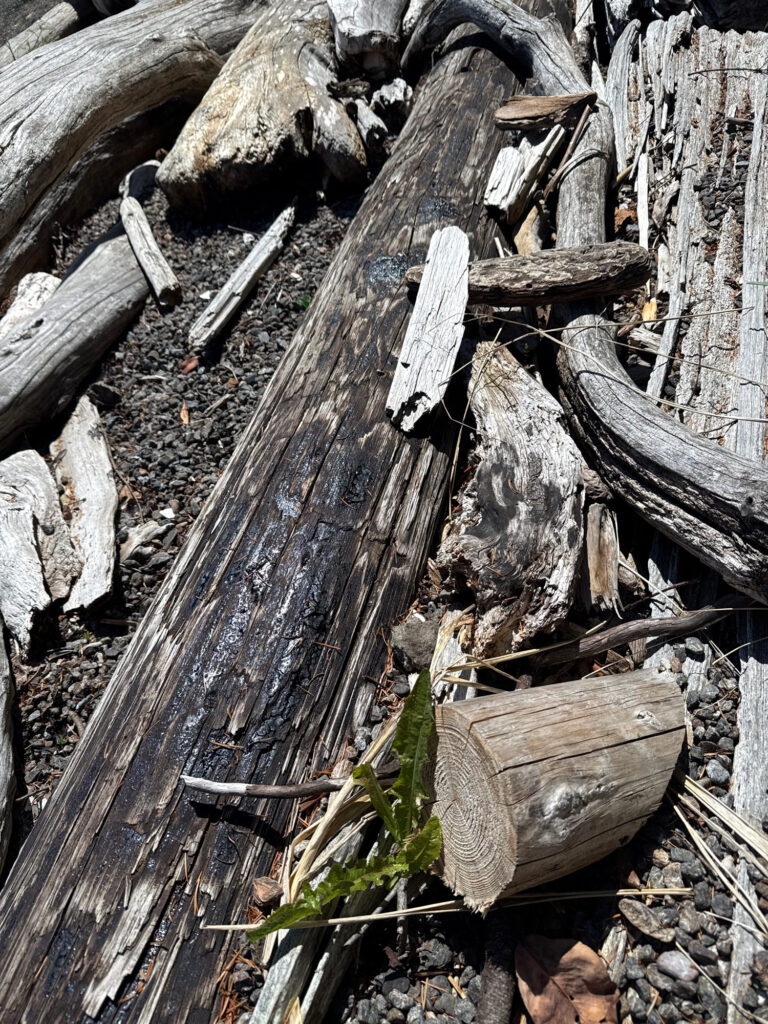 a pile of cut down trees (MyCoast AI)