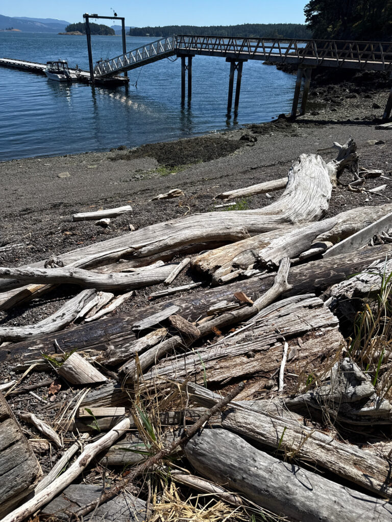 a group of logs on the beach (MyCoast AI)