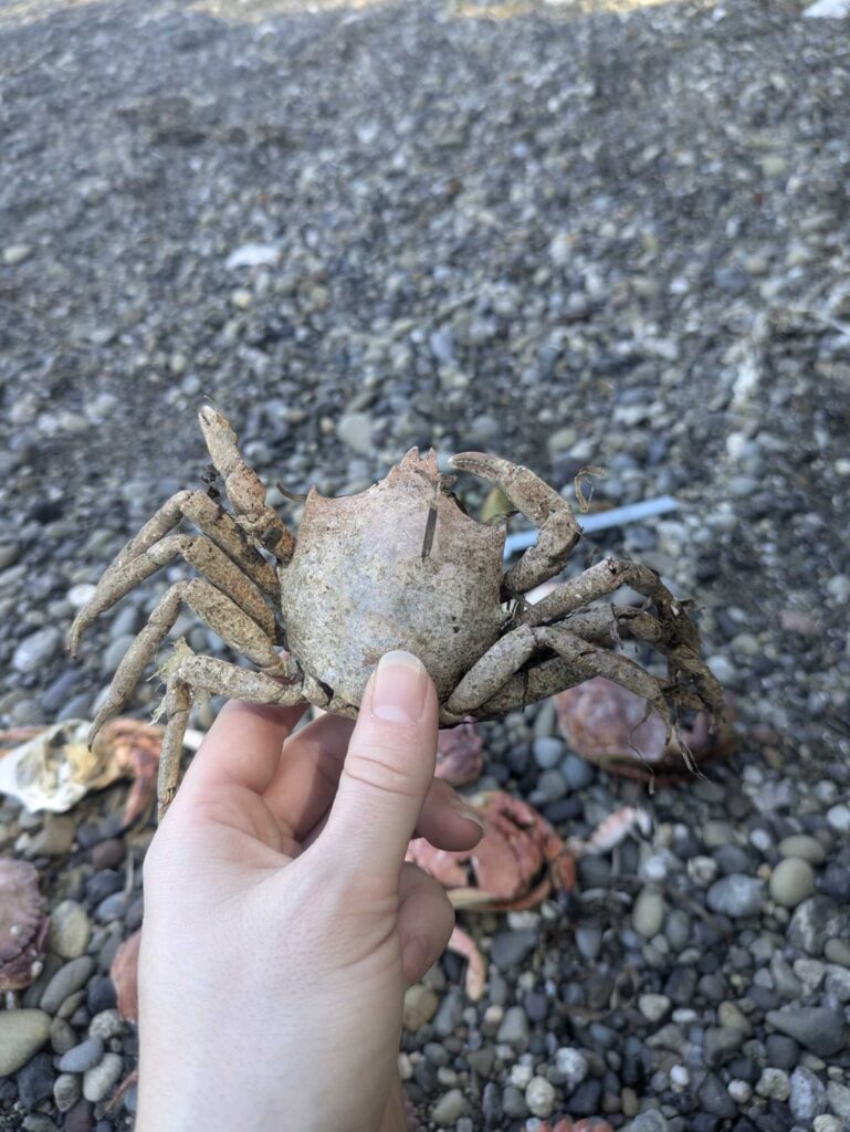 a hand holding a crab (MyCoast AI)