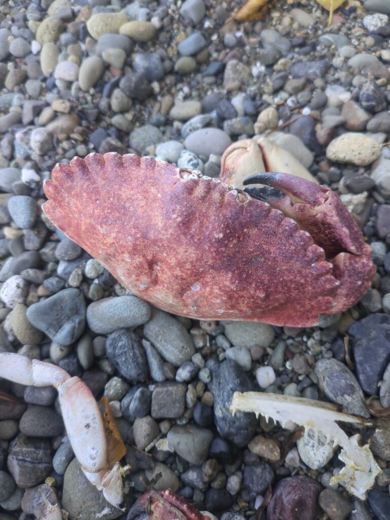 a pink leaf on a pile of rocks (MyCoast AI)