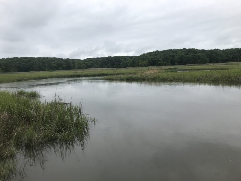a body of water with grass and trees around it (MyCoast AI)