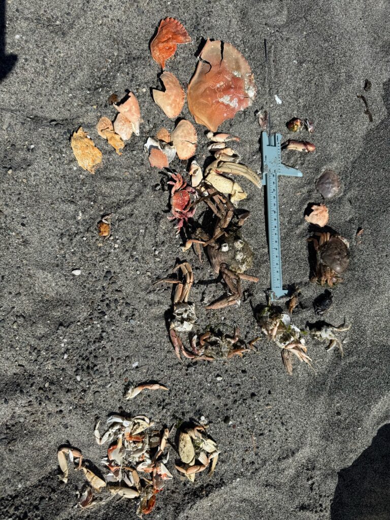 a cigarette on the ground (MyCoast AI)
